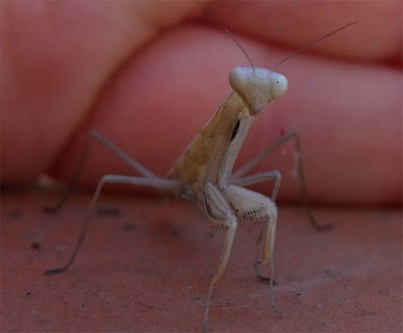 Mantide maremmana (giovane Mantis religiosa)